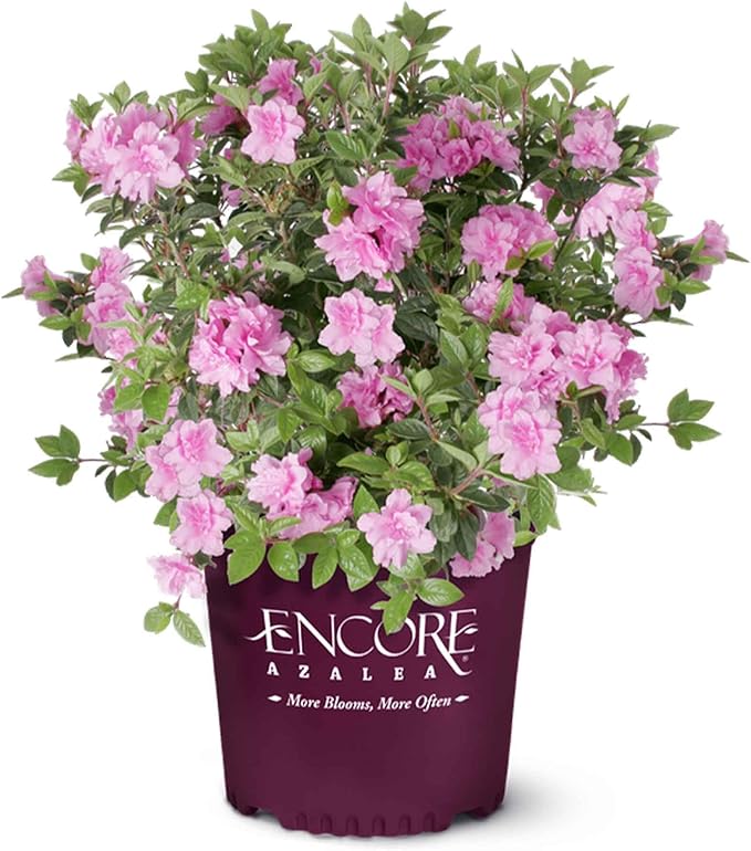 Perfect Plants Encore Autumn Carnation Azalea in 3 Gallon Pot | Live Evergreen Shrub | Pink Flowers that Rebloom Spring & Fall | Perfect for Outdoor Planting in Zones 6-10 | Rhododendron