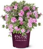 Perfect Plants Encore Autumn Carnation Azalea in 3 Gallon Pot | Live Evergreen Shrub | Pink Flowers that Rebloom Spring & Fall | Perfect for Outdoor Planting in Zones 6-10 | Rhododendron
