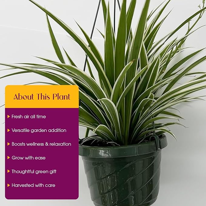 Live Variegated Ocean Spider Plant in Basket - Chlorophytum Comosum Plant for Home, Garden & Office Decor - Easy to Grow Air Purifying Houseplant Striped Foliage - Easy to Care (1)
