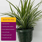 Live Variegated Ocean Spider Plant in Basket - Chlorophytum Comosum Plant for Home, Garden & Office Decor - Easy to Grow Air Purifying Houseplant Striped Foliage - Easy to Care (1)
