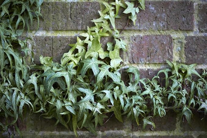 RedCrocus Algerian Ivy Hedera Algeriensis Tripod Climbing Vine for Indoor & Outdoor Decor, Wall Cover, Fence, Garden, Container, Pet Safe 8" Pot