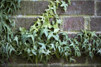 RedCrocus Algerian Ivy Hedera Algeriensis Tripod Climbing Vine for Indoor & Outdoor Decor, Wall Cover, Fence, Garden, Container, Pet Safe 8" Pot