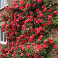 Light Red Climbing Rose Live Plant, Can Grow As Rose Bushes Shrubs, Fragrant Ready to Plant, Starter Size, 5 to 10 Inc Tall, Dormant in Winter