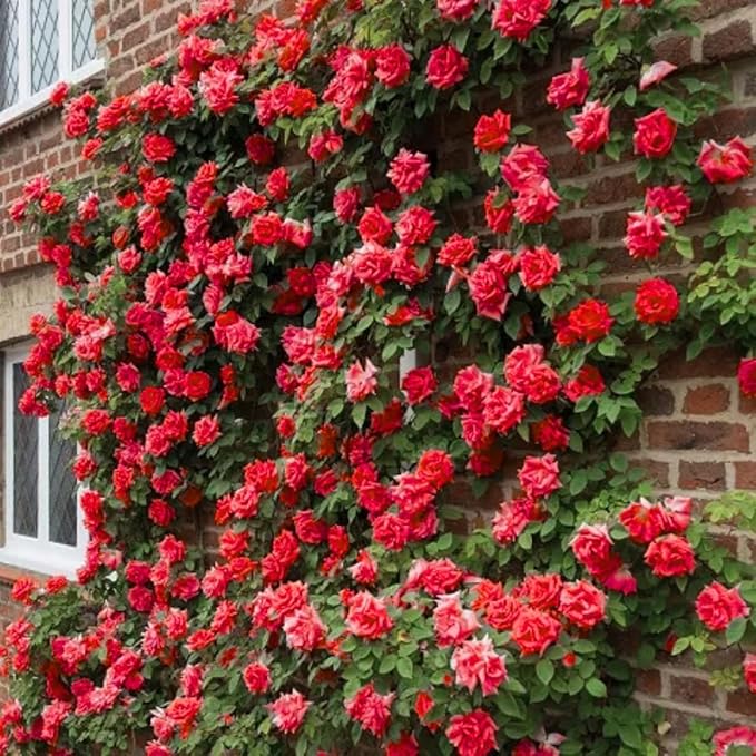 Light Red Climbing Rose Live Plant, Can Grow As Rose Bushes Shrubs, Fragrant Ready to Plant, Starter Size, 5 to 10 Inc Tall, Dormant in Winter