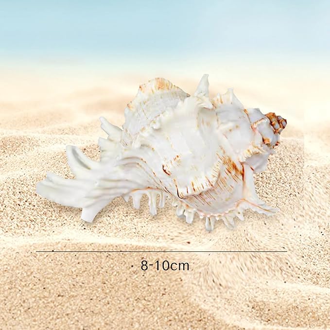 NIIIYTYB Air Plant Holders Natural Conch Shell Seashell Planters for Tillandsia Succulent Display Decorative Air Plant Pots Beach Themed Home Décor for Garden Parties No Plants Included 3-4 Inch