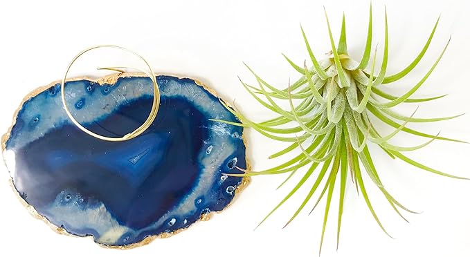 Blue Agate Slice Crystal Air Plant Holder Includes Healthy Air Plant and Hug Gift Box Sympathy Gift Thinking of You Gift Birthday Gift