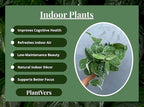 PLANTVERS Silver Pothos in 4" Grow Pot – Scindapsus Pictus – Live Trailing Indoor Houseplant – Easy Care Air Purifying Plant – Low Maintenance Tropical Plant for Home or Office