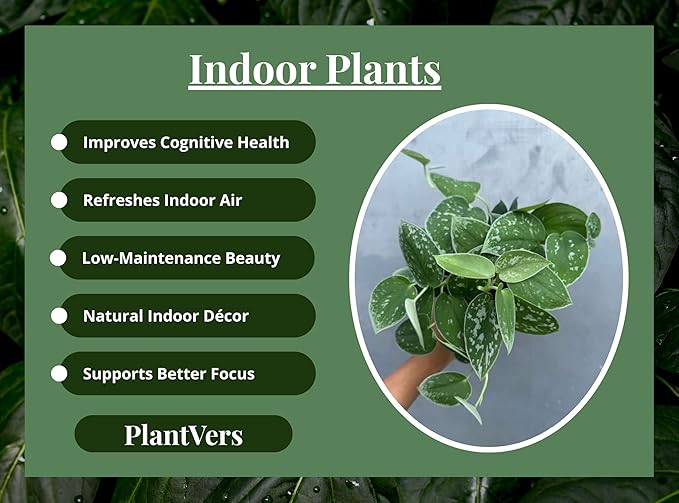 PLANTVERS Silver Pothos in 4" Grow Pot – Scindapsus Pictus – Live Trailing Indoor Houseplant – Easy Care Air Purifying Plant – Low Maintenance Tropical Plant for Home or Office