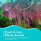 Red Root Floaters Live Plant Portion Cup 4 Ounce Aquarium Plants Live for Shrimp Tank Plants Nutrient Control Fast Growing Floating Cover