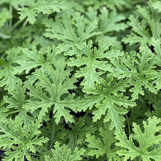 1500 Citronella Plant Seeds Citronella Plant Seeds Home Heirloom Garden Perennial Plant Seeds for Planting