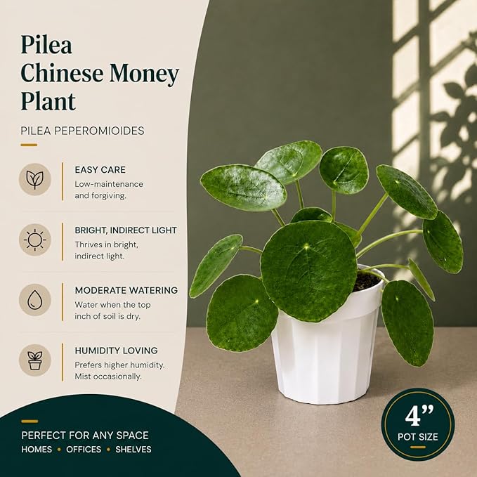 Chinese Money Plant - Pilea Peperomioides Plant Live - Air Purifying Plants Live Houseplants - Low Maintenance Coin Plant - Feng Shui Indoor House Plant for Good Luck