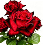 Rare Rose Seeds, 500 Pcs, Sunset Colored Blooming Plants for Garden Flower Beds, Borders & Cut Flowers, Prolific Outdoor Rose Seeds Thriving in Full Sun & Well-Draining Soil (Red)