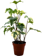 BubbleBlooms Variegated Algerian Ivy, Hedera Algeriensis, Canary Island Ivy, Canary Ivy, Madeira Ivy in 4 inch Pot