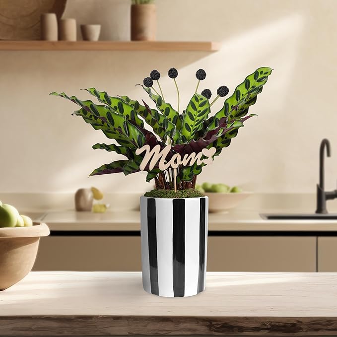 Green Circle Growers 5" Calathea in Black and White Pot with Mom Pick, Live Indoor Plants, House Plant