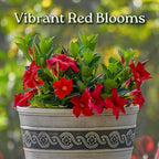 Dipladenia Bush Live Plant - Red - Overall Height 22" to 26" - Tropical Plants of Florida (Plant Only)