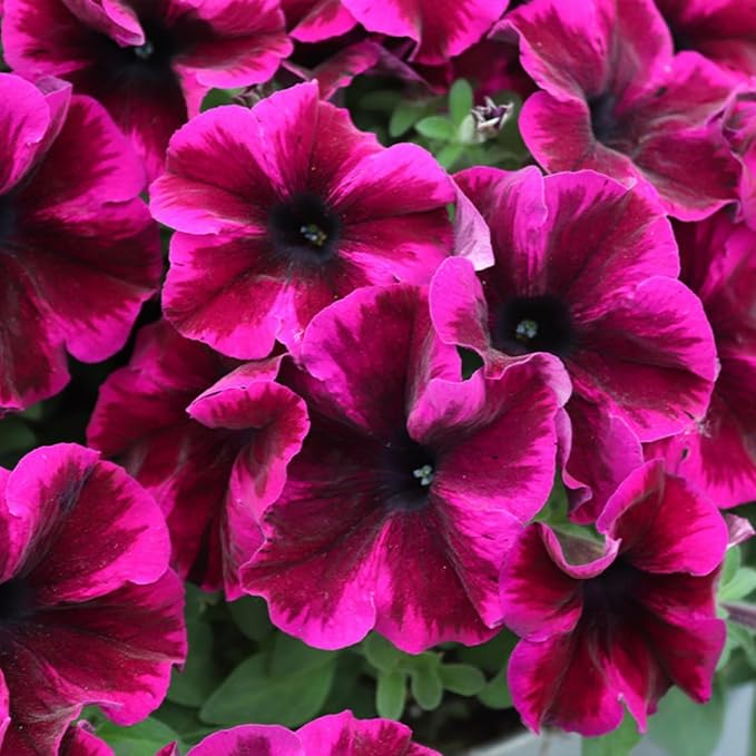 Rare Petunia Seeds for Planting - 300+ Beautiful Perennial Petunia Seeds Heirloom Flowers- High Germination Rate Open Pollinated