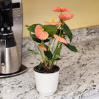 Pink Anthurium Live Plant Decor (Approx. 13-16" Tall), Real Flowers/House Plants in 4" White Plant Pot, Floral Office Plants, Air Purifying Plants & Cool Gifts for Plant Lovers by Plants for Pets