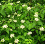 Silky Dogwood 2 Live Shrub (Cornus Amomum) – Native Wildlife Shrub with Blue Berries – 1 Gallon Pot, 2–3 ft Plant