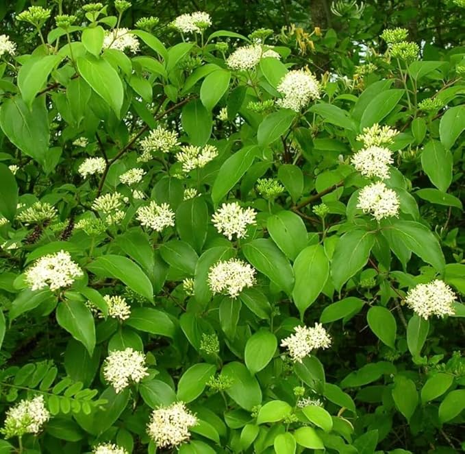 Silky Dogwood 2 Live Shrub (Cornus Amomum) – Native Wildlife Shrub with Blue Berries – 1 Gallon Pot, 2–3 ft Plant
