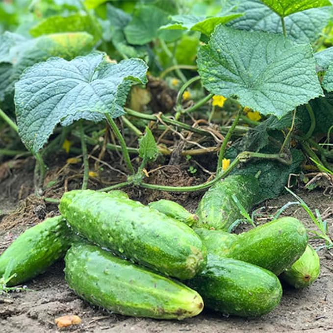 Set of 2 Live Green Cucumber Plants, 3 to 5 Inches Tall, Cucumber Plants Live, 4 Inches Pot, Cucumber Live Plants, Cucumber Starter Plants for Growing, Easy to Plant Outdoor