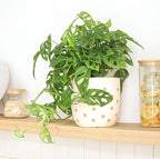 Monstera Adansonii 'Swiss Cheese' (4 inch) - Air-Purifying Houseplants - 4/6 inch Unique Live Decorative Houseplants - Low-Maintenance Indoor Plants, House Warming Gift, Natural Air Purifier
