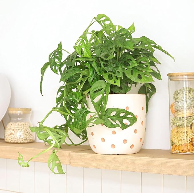 Monstera Adansonii 'Swiss Cheese' (6 inch) - Air-Purifying Houseplants - 4/6 inch Unique Live Decorative Houseplants - Low-Maintenance Indoor Plants, House Warming Gift, Natural Air Purifier