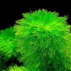 7 Green Cabomba Plants Live, Aquarium Plants Live, Live Cambomba Plant, 4 to 6 Inc Tall Aquatic Pond Plant