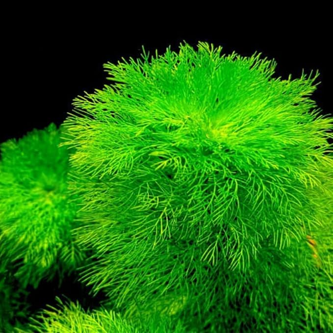 7 Green Cabomba Plants Live, Aquarium Plants Live, Live Cambomba Plant, 4 to 6 Inc Tall Aquatic Pond Plant