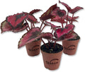 Red Kiss Begonia - 3 Live Starters in 2 Inch Pots - Begonia Rex 'Red Kiss' - Extremely Rare and Beautiful Vining Indoor Houseplant - Air Purifying