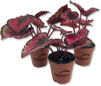 Red Kiss Begonia - 3 Live Starters in 2 Inch Pots - Begonia Rex 'Red Kiss' - Extremely Rare and Beautiful Vining Indoor Houseplant - Air Purifying
