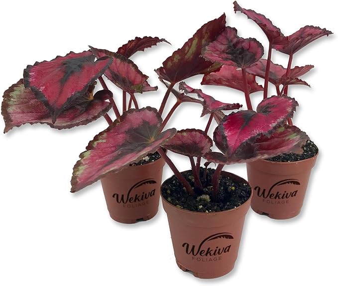 Red Kiss Begonia - 3 Live Starters in 2 Inch Pots - Begonia Rex 'Red Kiss' - Extremely Rare and Beautiful Vining Indoor Houseplant - Air Purifying