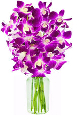 eflowerwholesale - Mother's Day Cut Purple Orchids with Vase Gift for Graduation, Birthday, Sympathy, Anniversary, Get Well, Thank You, Valentine, (Support Small Business)