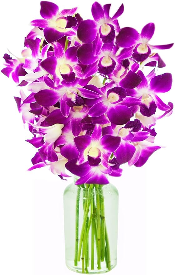 eflowerwholesale - Mother's Day Cut Purple Orchids with Vase Gift for Graduation, Birthday, Sympathy, Anniversary, Get Well, Thank You, Valentine, (Support Small Business)