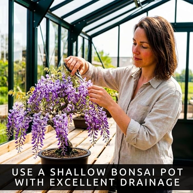 Wisteria Live Plants 1–2 Ft Tall – Flowering Wisteria Vine (Wisteria Floribunda) – Fast Growing Climbing Plant for Garden, Trellis, Pergola & Bonsai Training (5 Plants)