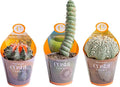 Costa Farms Desert Escape Assorted Variety Rare Cacti Live Plant in Grower Pot, Easy‑Care Indoor Cactus & Succulent, Houseplant for Room Décor, House Warming or Birthday Gift, 3-5 Inches, Pack of 3
