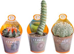 Costa Farms Desert Escape Assorted Variety Rare Cacti Live Plant in Grower Pot, Easy‑Care Indoor Cactus & Succulent, Houseplant for Room Décor, House Warming or Birthday Gift, 3-5 Inches, Pack of 3