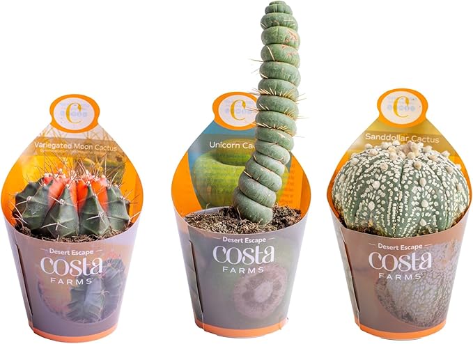 Costa Farms Desert Escape Assorted Variety Rare Cacti Live Plant in Grower Pot, Easy‑Care Indoor Cactus & Succulent, Houseplant for Room Décor, House Warming or Birthday Gift, 3-5 Inches, Pack of 3