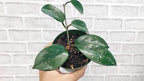 Hoya Verticillata 'Acuta' Live Rare Exotic Tropical Indoor Houseplants in 4 Inch Pot, Ideal Live Indoor Plants for Home or Office Decoration, Housewarming Gift by 3exoticgreen
