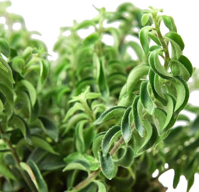 Curly Lipstick Plant! Live Plant for Indoor | Different Houseplants in 4'' & 6'' Pot | Real House Plant for Living Room, Office, Desk & Bathroom | Aeschynanthus radicans