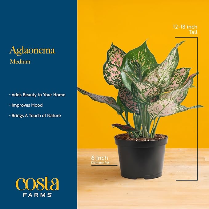 Costa Farms Chinese Evergreen Live Plant in Decorative Pot, Easy to Maintain, Air Purifying Indoor Houseplant, Home, Room, or Office Decor, House Warming or Birthday Gift, 12-18 Inches Tall