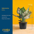 Costa Farms Chinese Evergreen Live Plant in Decorative Pot, Easy to Maintain, Air Purifying Indoor Houseplant, Home, Room, or Office Decor, House Warming or Birthday Gift, 12-18 Inches Tall