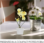 Angoily Artificial Orchid Flowers with Vase Realistic Faux Orchid Plants for Home Decor Dining Table Centerpiece for Living Room and Office