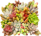 Sprout N Green 10 Assorted Live Succulent Cuttings, Rare Varieties Plant Clipping, Great for Terrariums, Mini Gardens, DIY Projects, Starter Plants, Wedding Decor, No 2 Succulents Alike