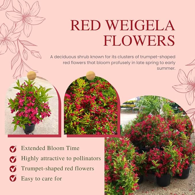 Red Weigela Live Plant Blooming Shrub, 1-2 Ft Hardy Dormant Perennial Flowering Bush for Garden Borders