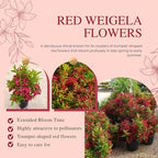 Red Weigela Live Plant Blooming Shrub, 1-2 Ft Hardy Dormant Perennial Flowering Bush for Garden Borders
