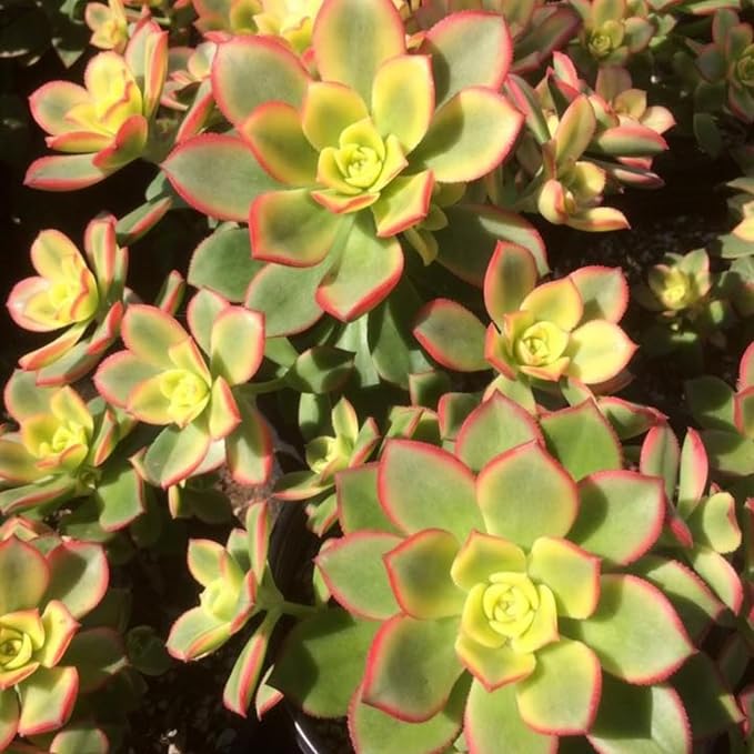 Easy Care Aeonium Plant Live 4” Pot, Rare Succulents Plants Live, Well Rooted, Easy Care House Plants (Green with Pink)