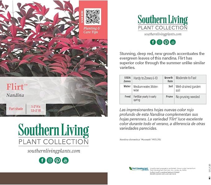 Flirt Nandina (1.5 Gallon) Low-Growing Multicolor Evergreen Shrub with Red New Growth - Part Shade Live Outdoor Plant - Southern Living Plants