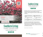 Flirt Nandina (1.5 Gallon) Low-Growing Multicolor Evergreen Shrub with Red New Growth - Part Shade Live Outdoor Plant - Southern Living Plants