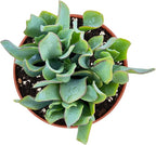 Sprout N Green Ripple Jade - Crassula Arborescens Undulatifolia, Rare Cute Succulent Plant Fully Rooted in 4" Pot