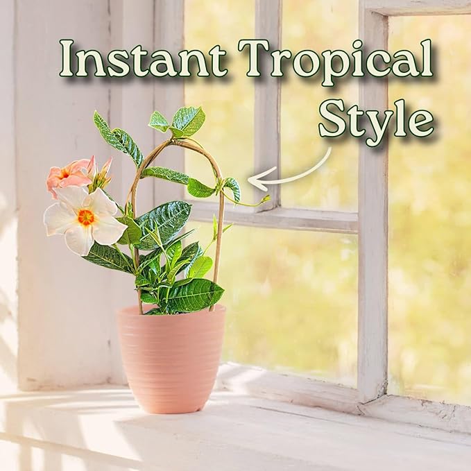 Giant Peach Mandevilla Vine – 1 Gallon, 16” to 20” Tall – Climbing Tropical Flowering Plant – Large Peach Blooms – Perfect for Trellis, Arbors & Containers – Thrives in Full Sun